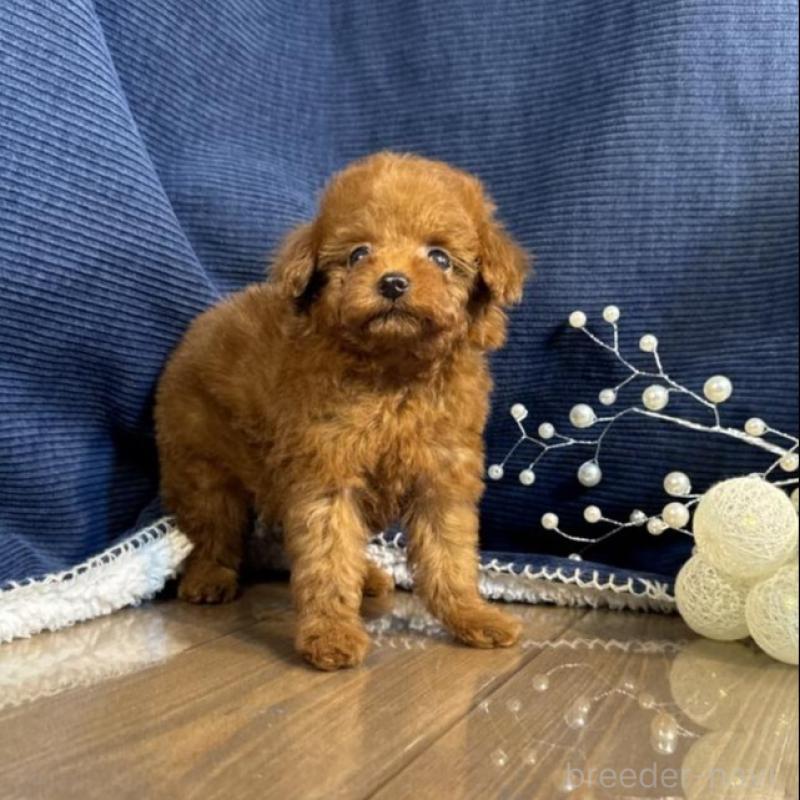 販売中の茨城県のトイプードル-430087