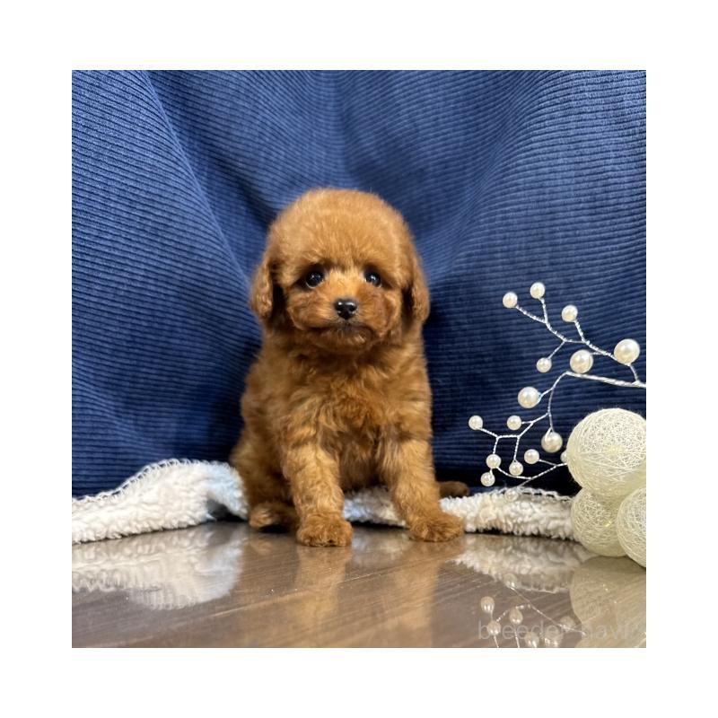 販売中の茨城県のトイプードル-430088の5枚目