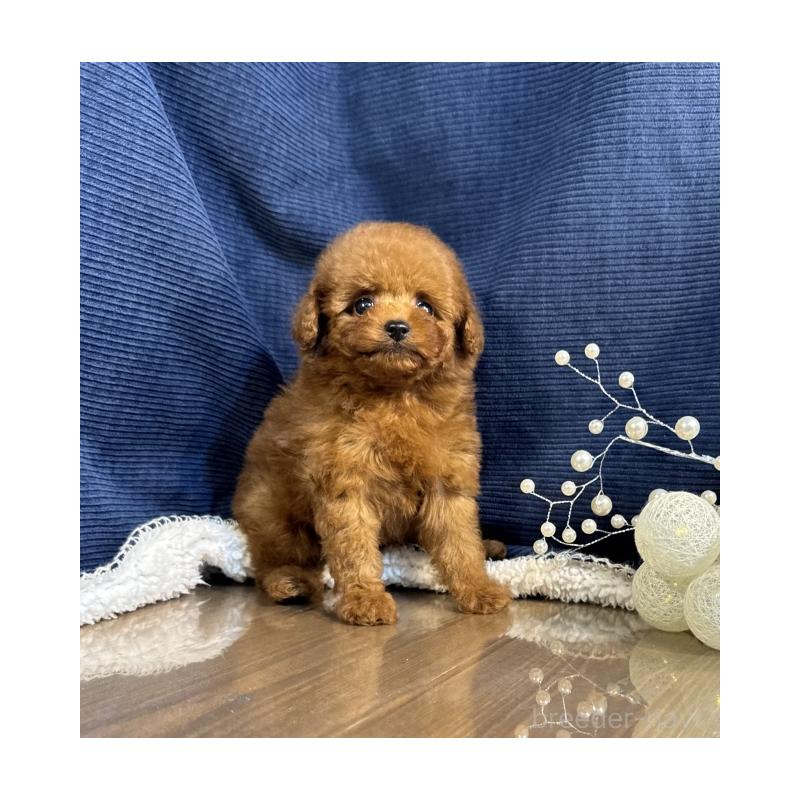 販売中の茨城県のトイプードル-430088の4枚目