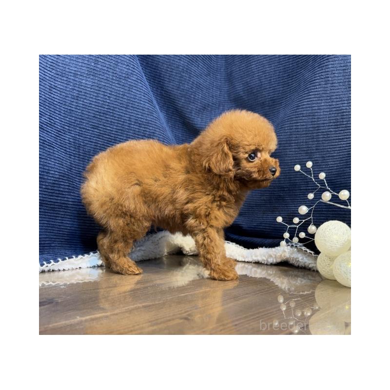 販売中の茨城県のトイプードル-430088の3枚目