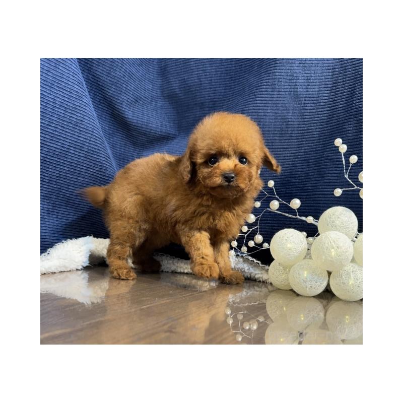 販売中の茨城県のトイプードル-430088の2枚目