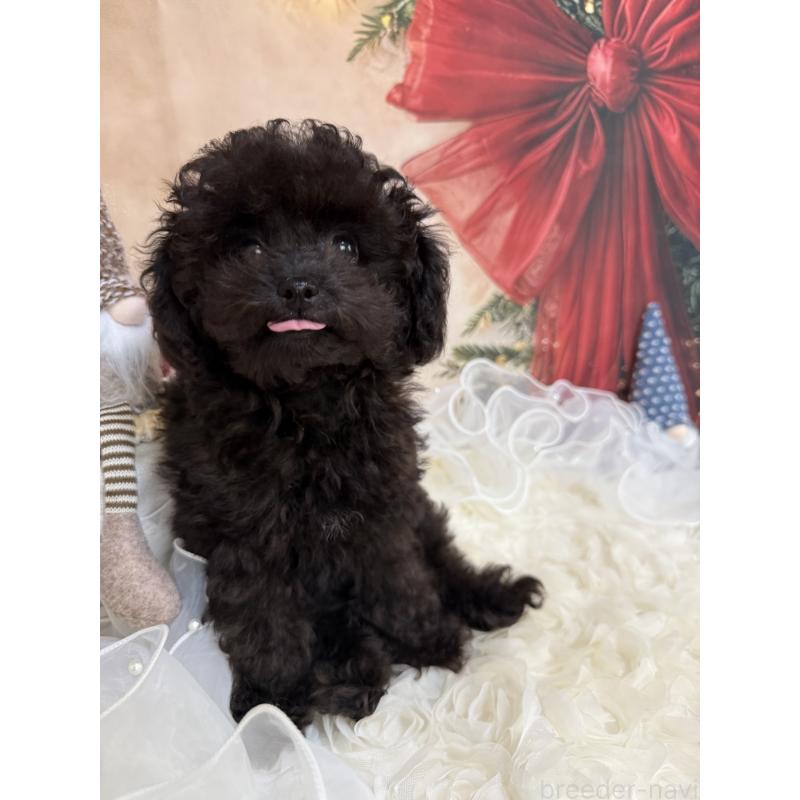 販売中の島根県のタイニープードル-430089の15枚目