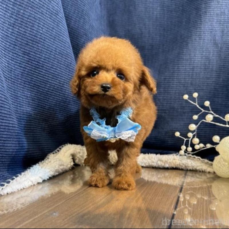 販売中の茨城県のトイプードル-430088の1枚目