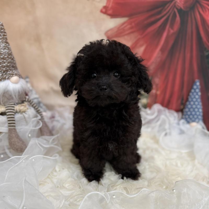 販売中の島根県のタイニープードル-430089の14枚目