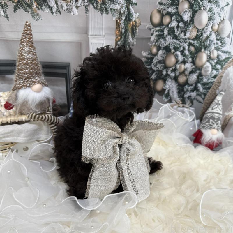 販売中の島根県のタイニープードル-430089の13枚目