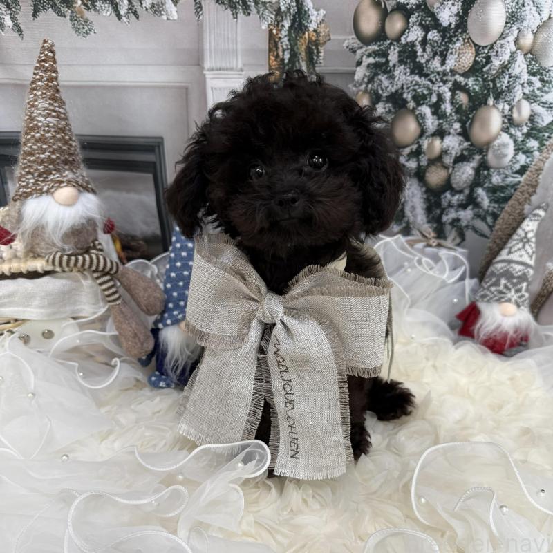 販売中の島根県のタイニープードル-430089の12枚目