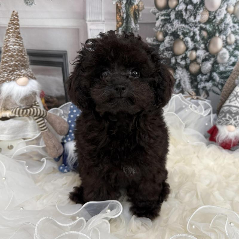 販売中の島根県のタイニープードル-430089の11枚目