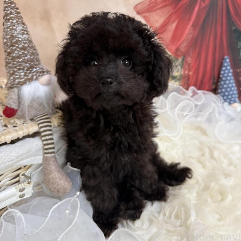 販売中の島根県のタイニープードル-430089の10枚目