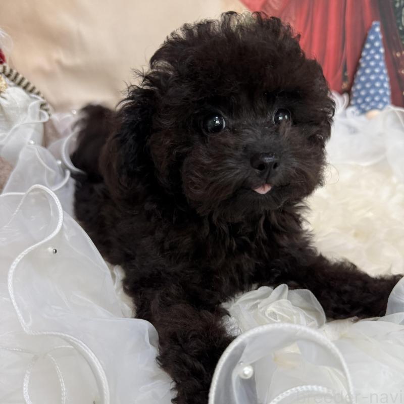 販売中の島根県のタイニープードル-430089の9枚目