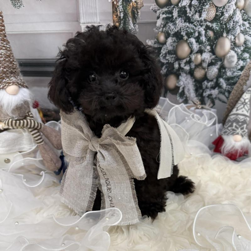 販売中の島根県のタイニープードル-430089の8枚目