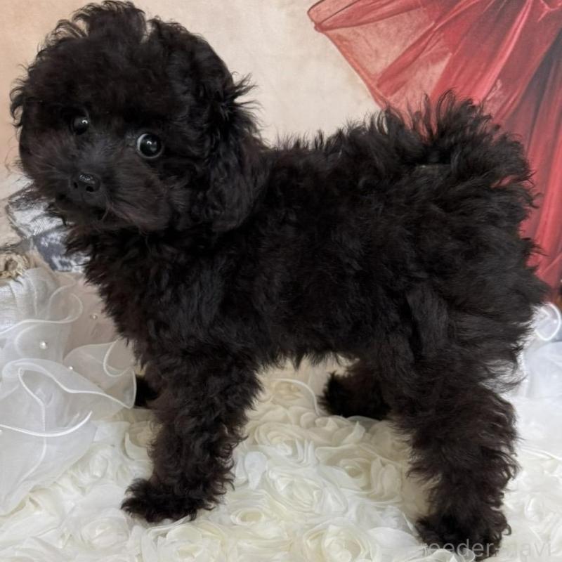 販売中の島根県のタイニープードル-430089の7枚目