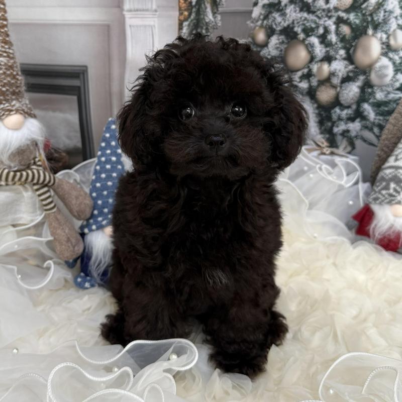 販売中の島根県のタイニープードル-430089の6枚目