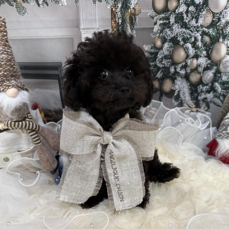 販売中の島根県のタイニープードル-430089の5枚目