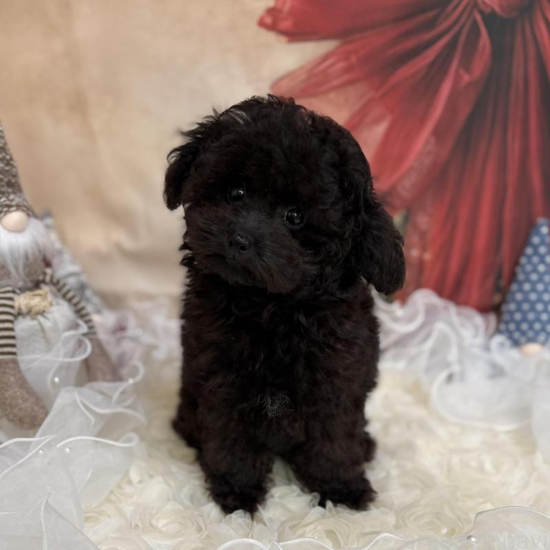 販売中の島根県のタイニープードル-430089の4枚目