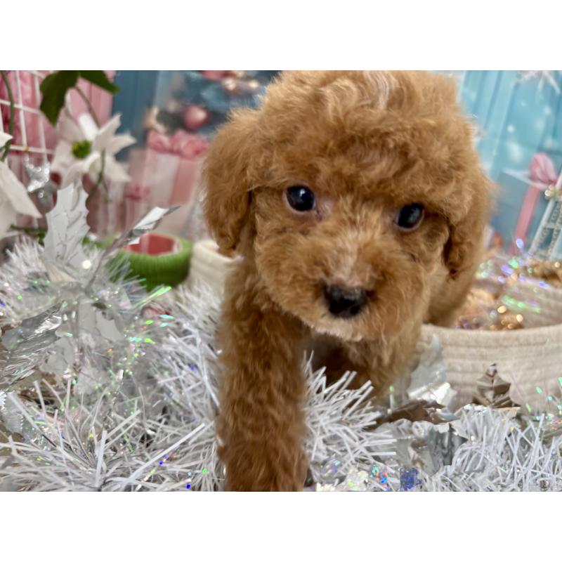 販売中の栃木県のトイプードル-424872