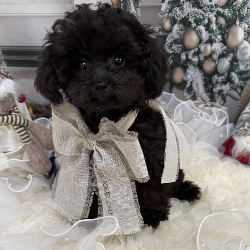 販売中の島根県のタイニープードル-430089の3枚目