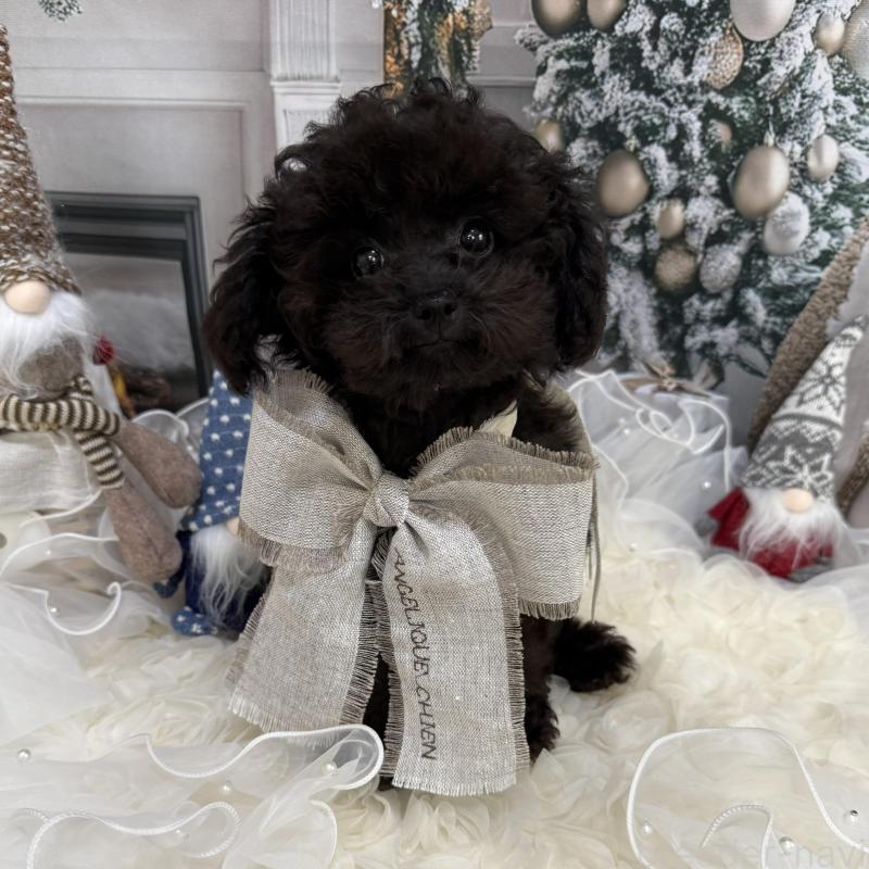 販売中の島根県のタイニープードル-430089の1枚目