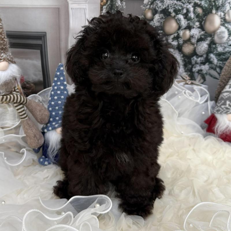 販売中の島根県のタイニープードル-430089の2枚目