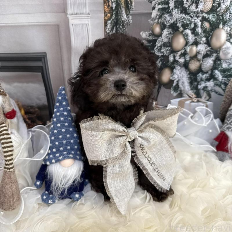 販売中の島根県のタイニープードル-430090の12枚目