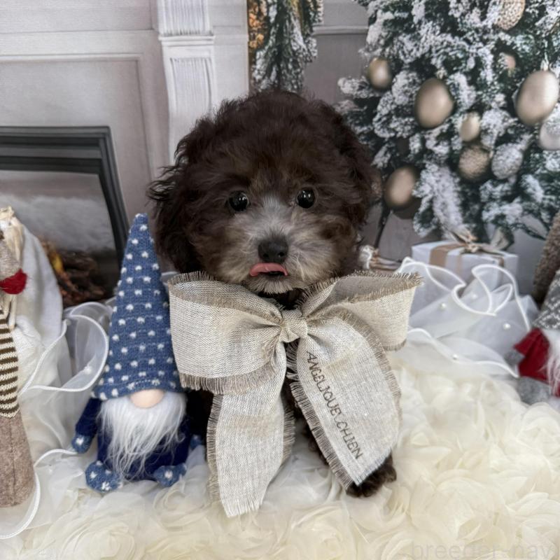 販売中の島根県のタイニープードル-430090の11枚目