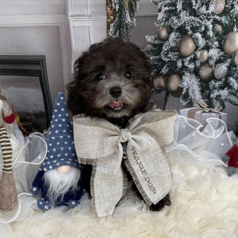 販売中の島根県のタイニープードル-430090の10枚目