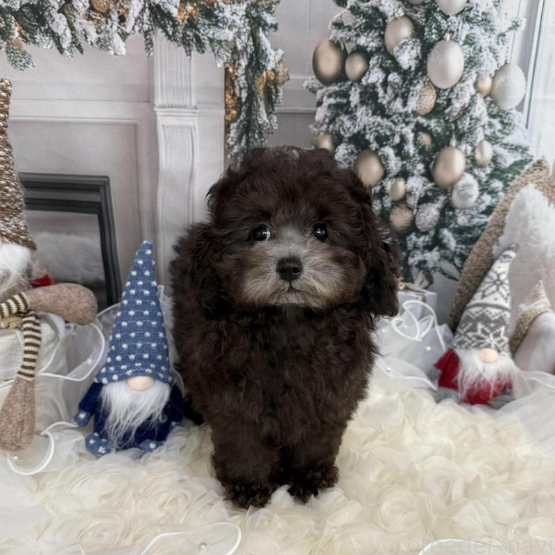 販売中の島根県のタイニープードル-430090の9枚目