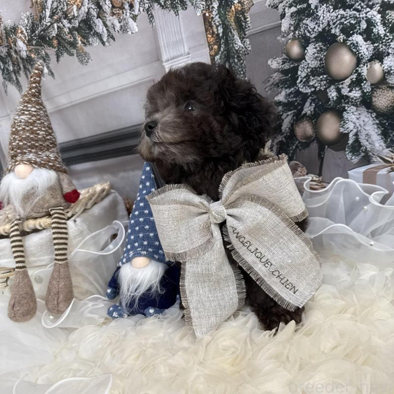 販売中の島根県のタイニープードル-430090の8枚目