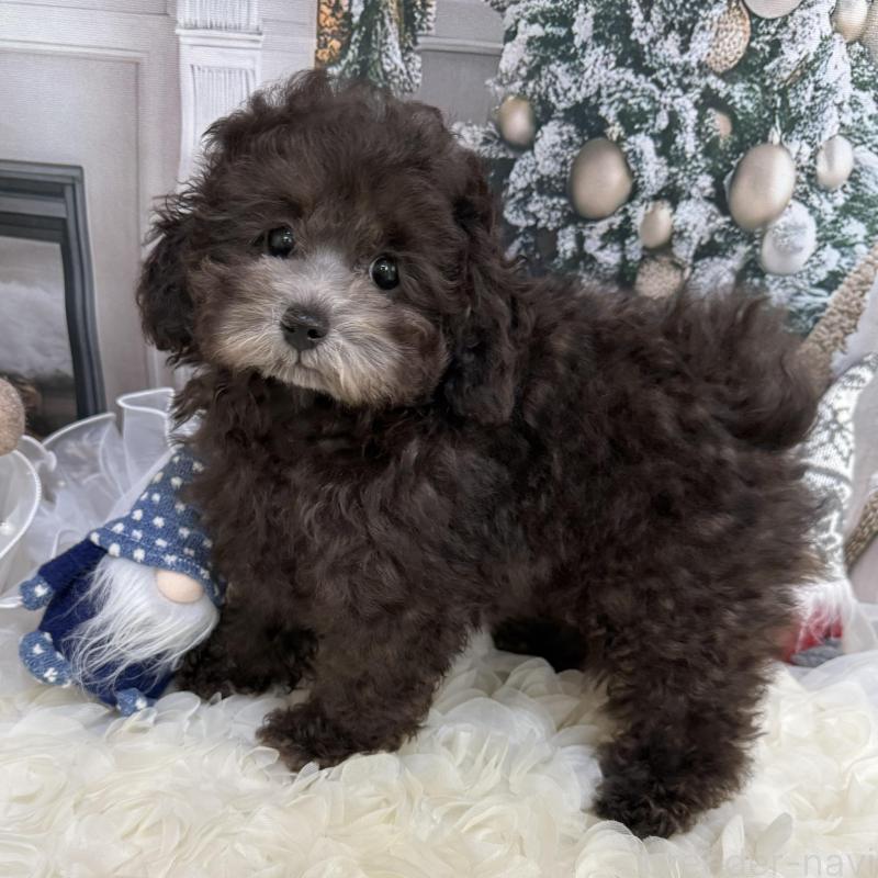 販売中の島根県のタイニープードル-430090の7枚目