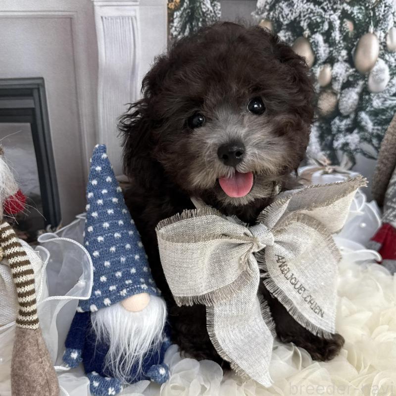 販売中の島根県のタイニープードル-430090の6枚目