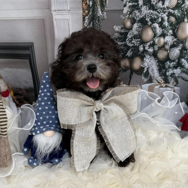 販売中の島根県のタイニープードル-430090の5枚目