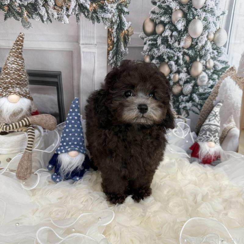 販売中の島根県のタイニープードル-430090の4枚目