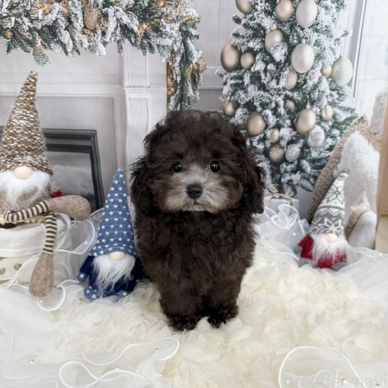 販売中の島根県のタイニープードル-430090の3枚目