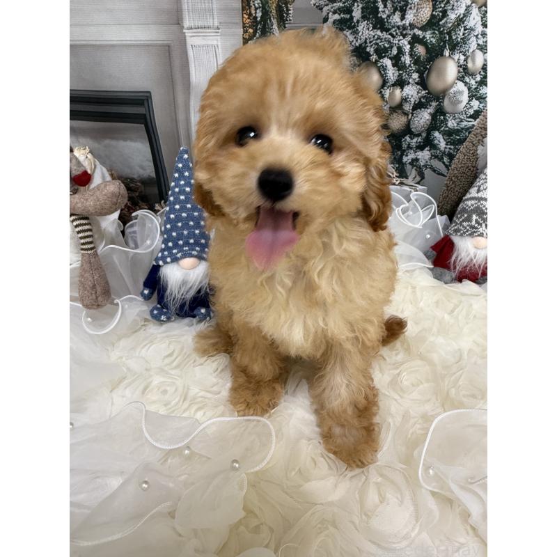 販売中の島根県のタイニープードル-430091の12枚目