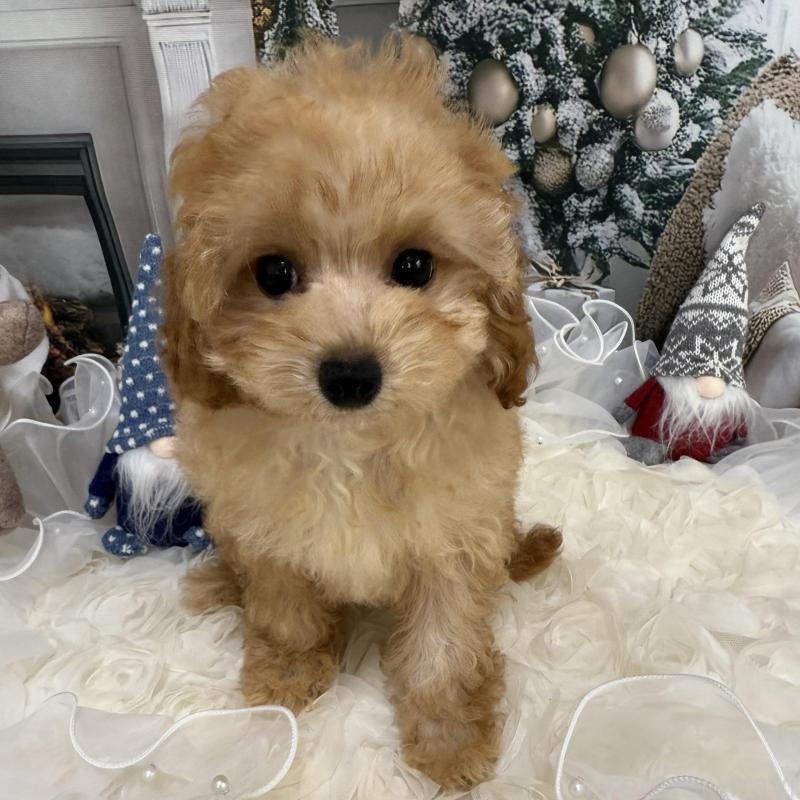 販売中の島根県のタイニープードル-430091の11枚目