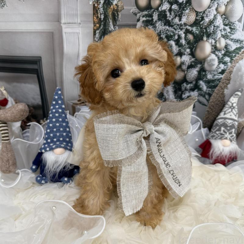 販売中の島根県のタイニープードル-430091の10枚目