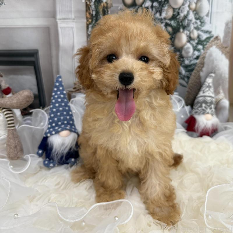 販売中の島根県のタイニープードル-430091の9枚目