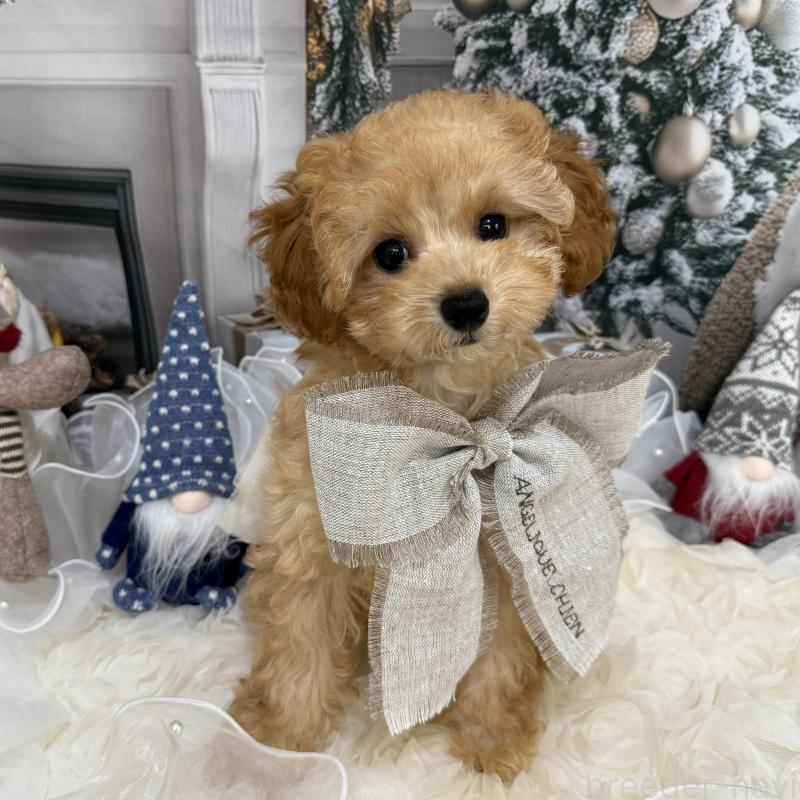 販売中の島根県のタイニープードル-430091の8枚目