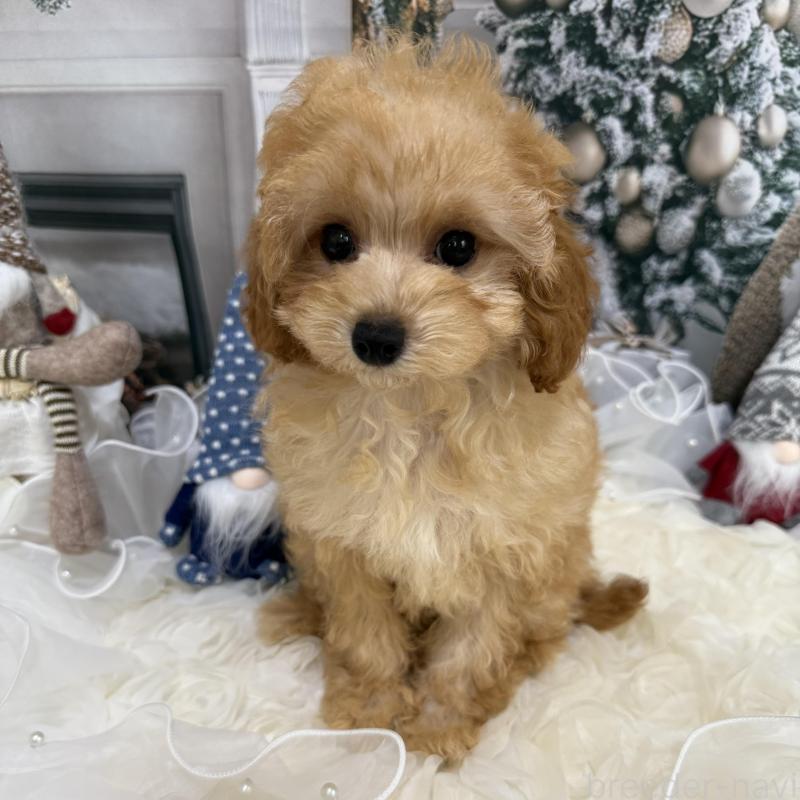 販売中の島根県のタイニープードル-430091の7枚目