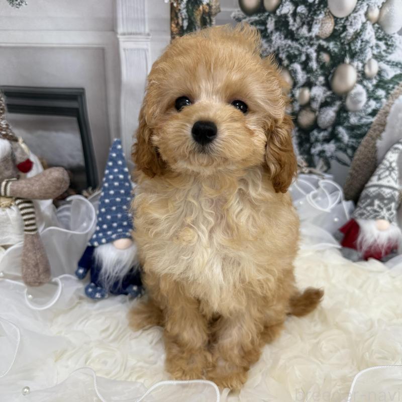 販売中の島根県のタイニープードル-430091の6枚目