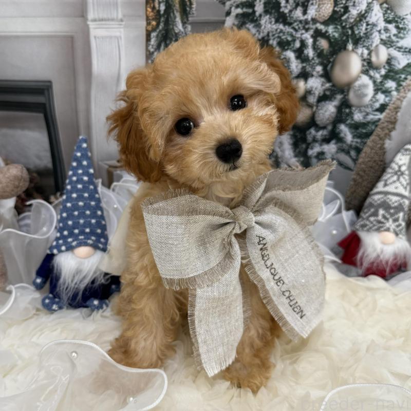 販売中の島根県のタイニープードル-430091の5枚目