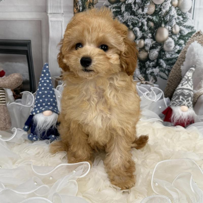 販売中の島根県のタイニープードル-430091の4枚目