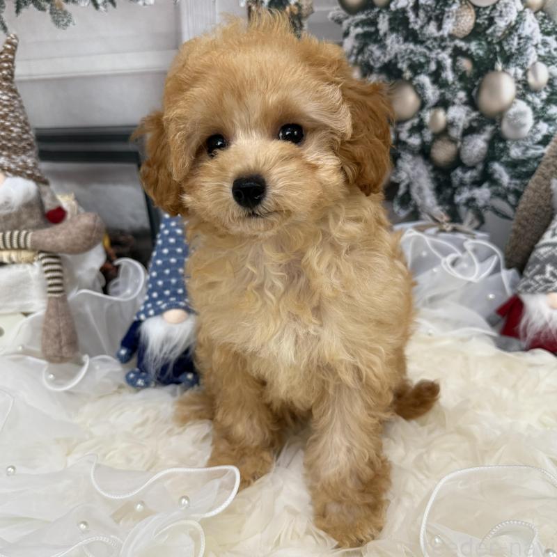 販売中の島根県のタイニープードル-430091の3枚目