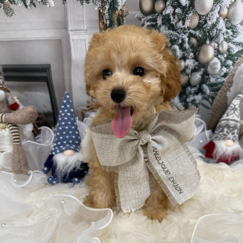 販売中の島根県のタイニープードル-430091の2枚目