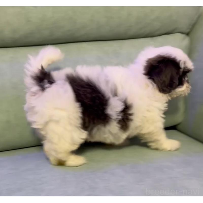 販売中の奈良県のシーズー-430092の4枚目