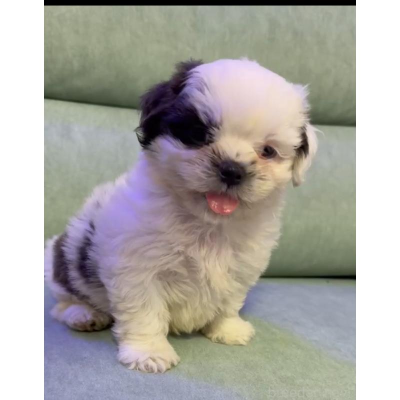 販売中の奈良県のシーズー-430092の2枚目