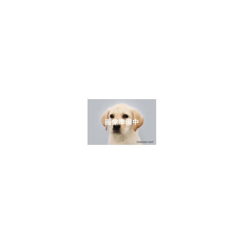 販売中の神奈川県のラブラドールレトリーバー-430096の1枚目