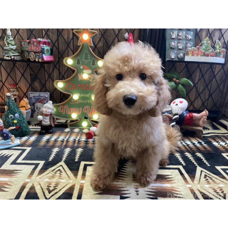 販売中の北海道のトイプードル-417003の7枚目