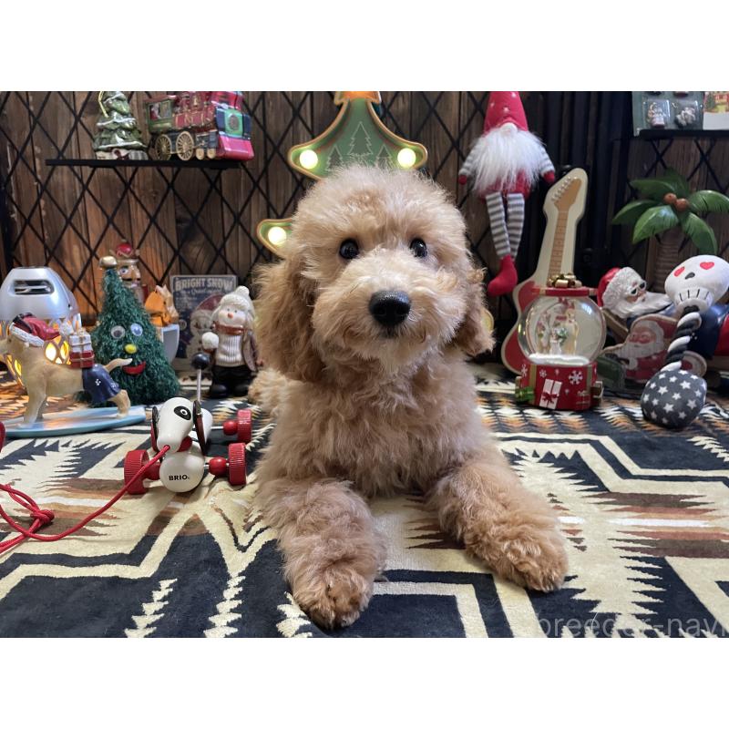 販売中の北海道のトイプードル-417003の6枚目