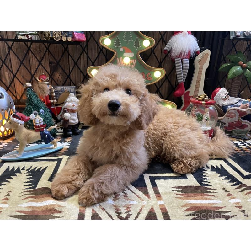 販売中の北海道のトイプードル-417003の5枚目