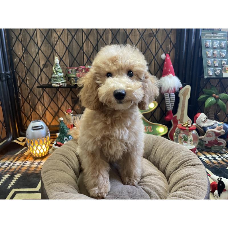 販売中の北海道のトイプードル-417003の4枚目